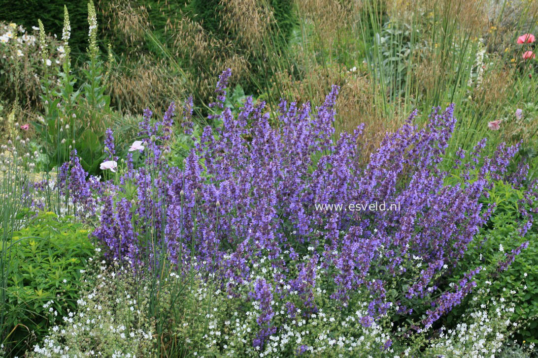 Nepeta faassenii