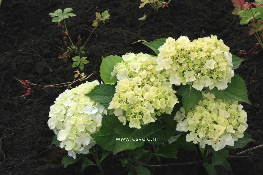 Hydrangea macrophylla 'Ave Maria'