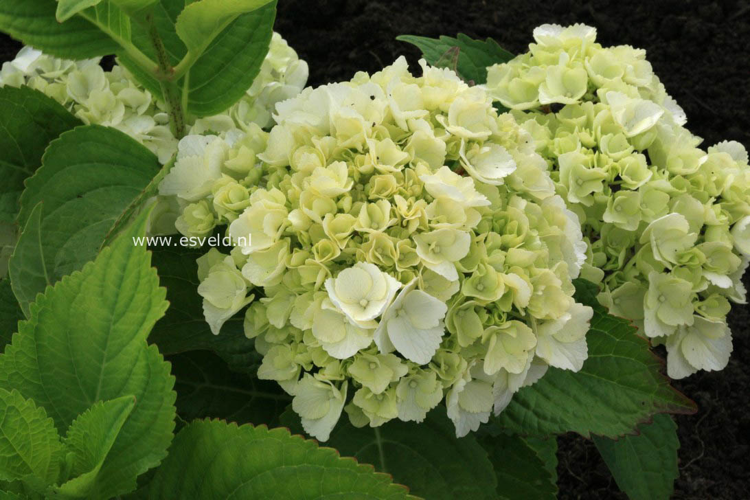 Hydrangea macrophylla 'Ave Maria'