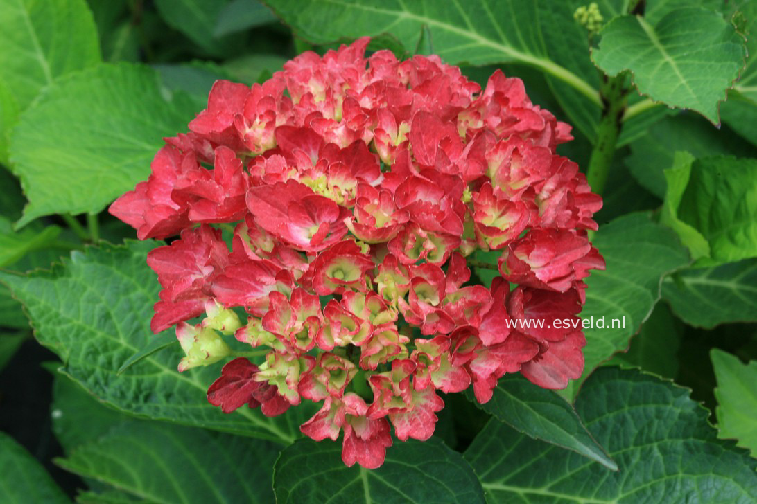 Hydrangea macrophylla 'Amsterdam'