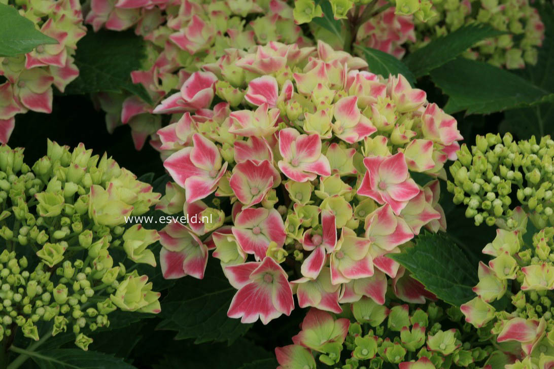 Hydrangea macrophylla 'Frau Katsuko' (LADY KATSUKO)