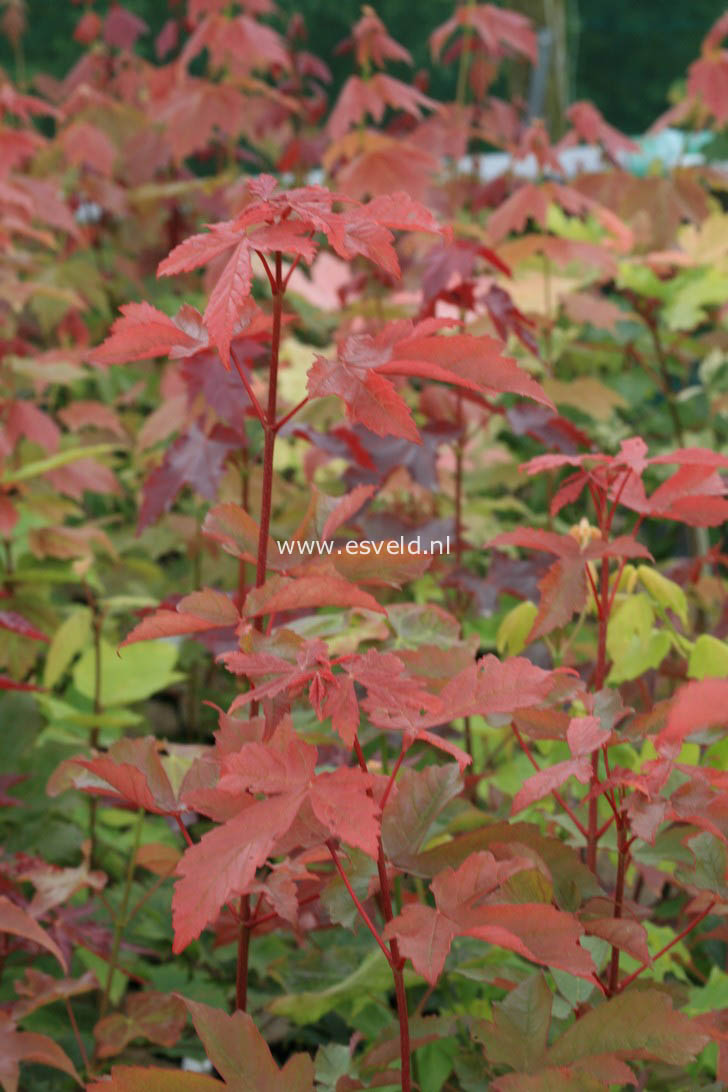 Acer griseum x pseudoplatanus