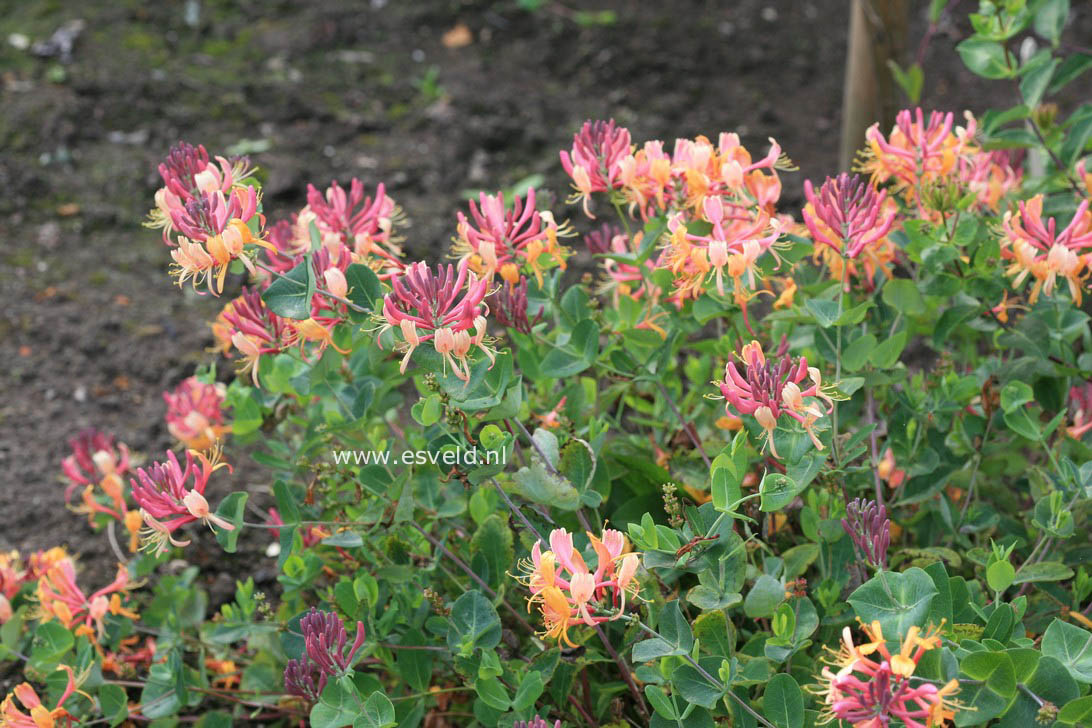 Lonicera heckrottii