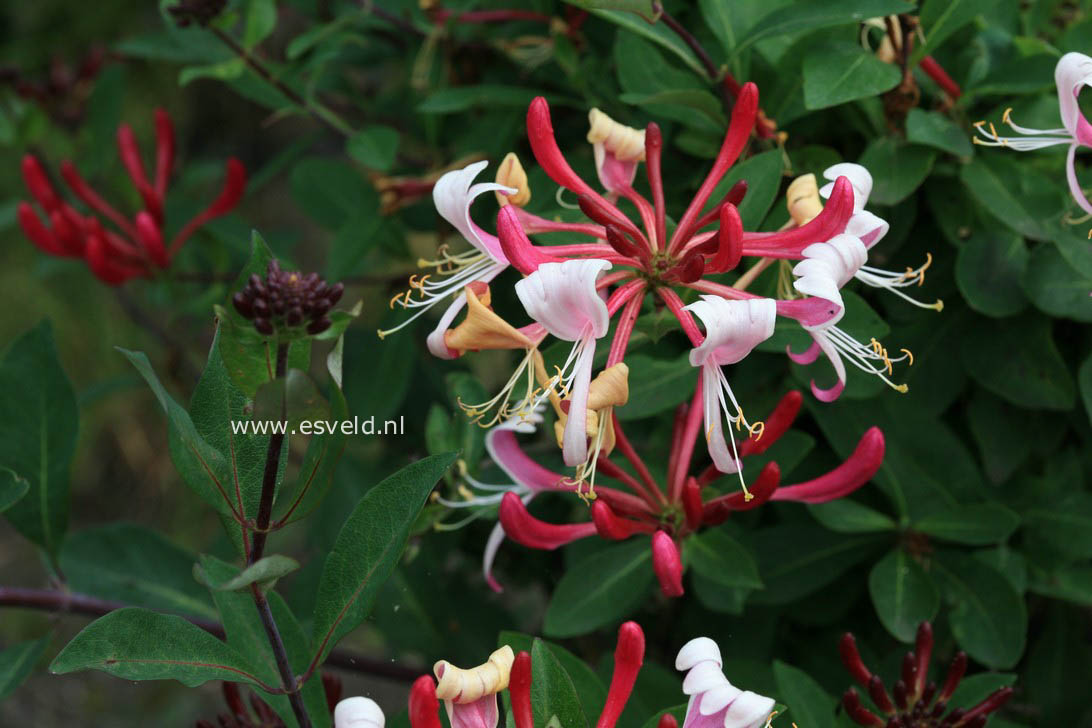 Lonicera periclymenum 'Chojnow' (FRAGRANT CLOUD)