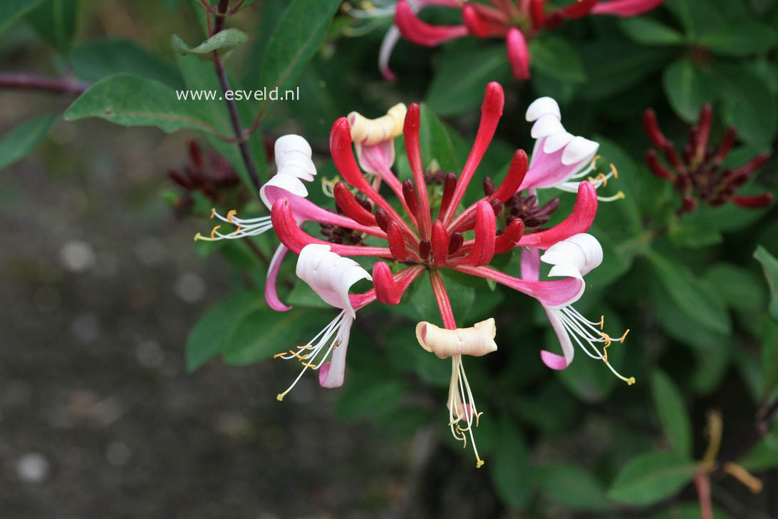 Lonicera periclymenum 'Chojnow' (FRAGRANT CLOUD)