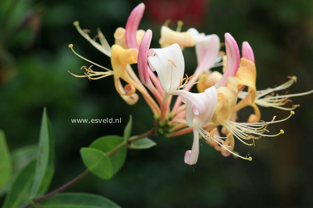 Lonicera periclymenum 'Munster'