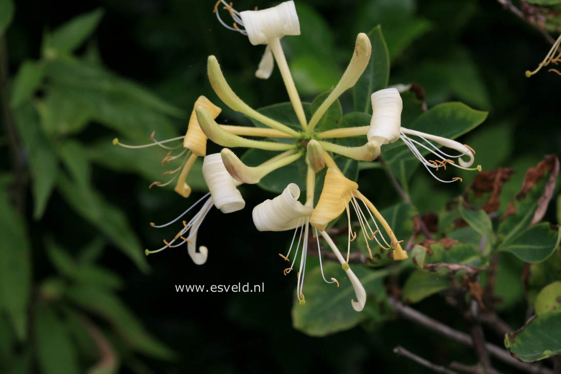 Lonicera periclymenum 'Sweet Sue'