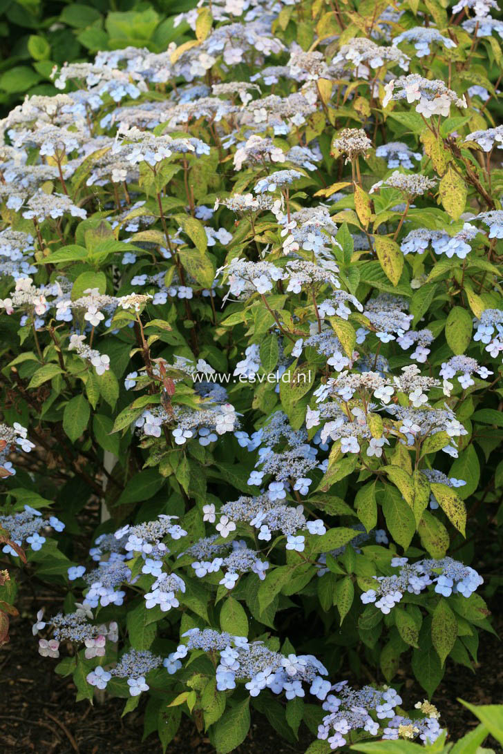  en beschrijving van Hydrangea serrata Miranda  www.esveld.nl