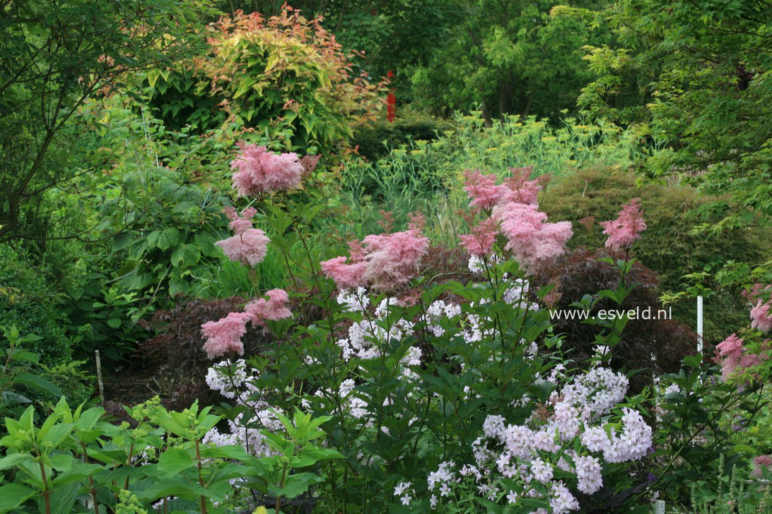 Filipendula 'Kahome'