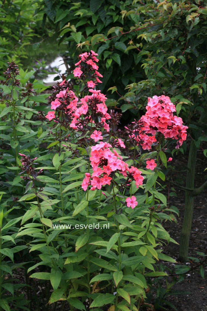 Phlox 'Starfire'