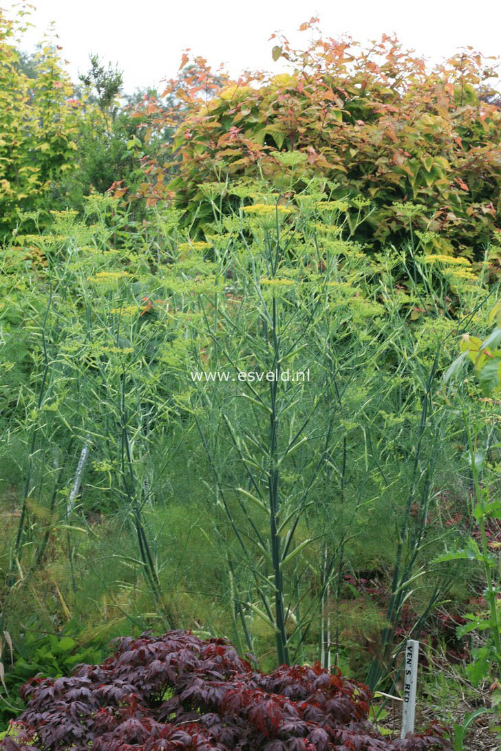 Foeniculum vulgare