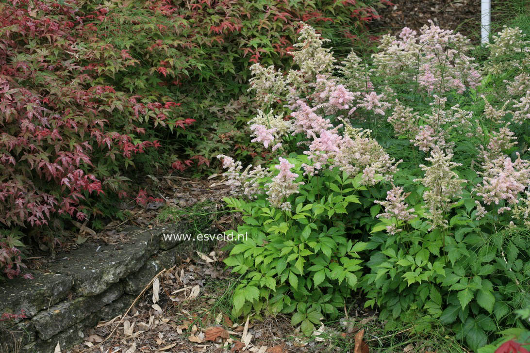 Astilbe 'Peach Blossom'