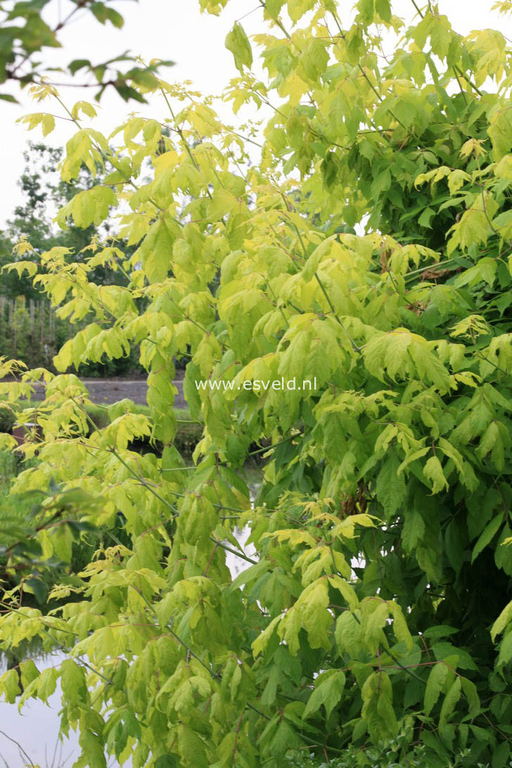 Acer negundo 'Kelly's Gold'