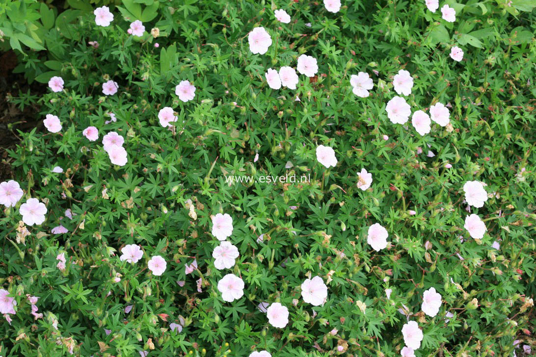 Geranium sanguineum