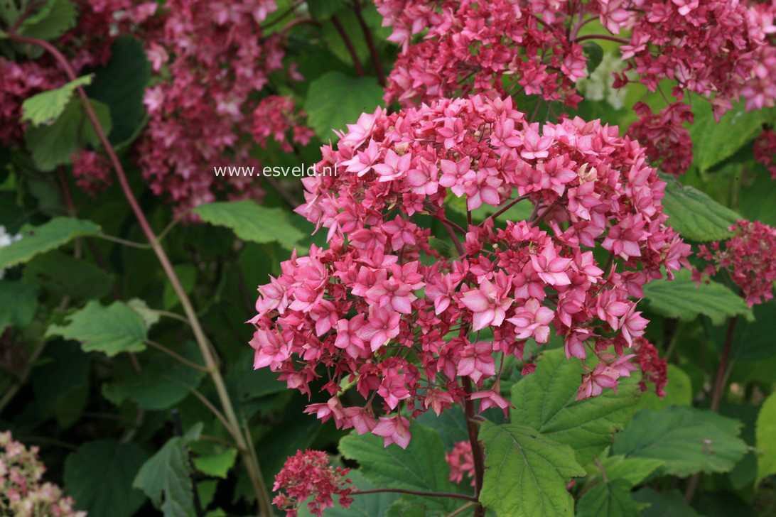Hydrangea arborescens 'Bella Anna' (ENDLESS SUMMER)