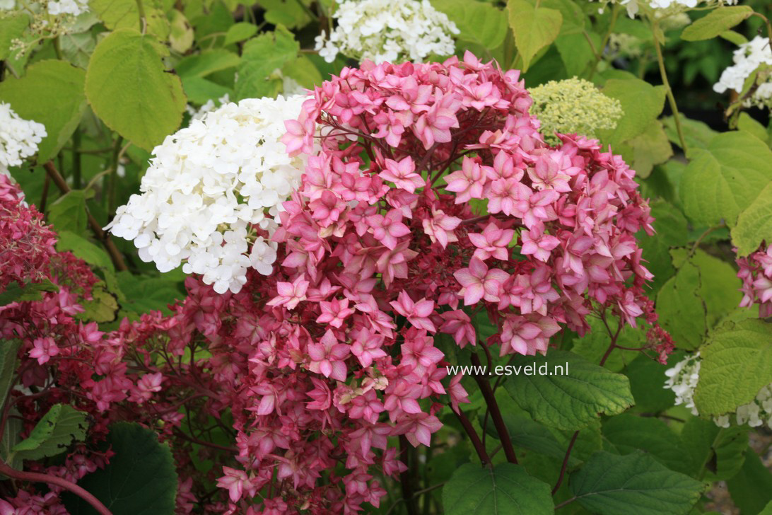 Hydrangea arborescens 'Bella Anna' (ENDLESS SUMMER)