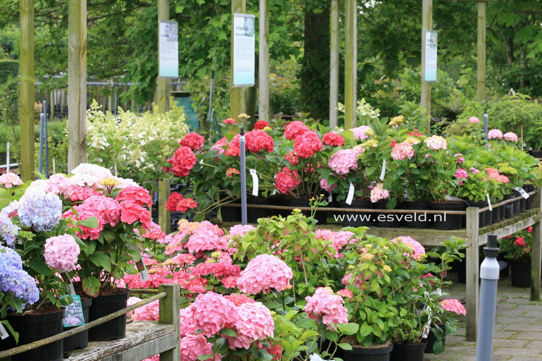 Hydrangea macrophylla