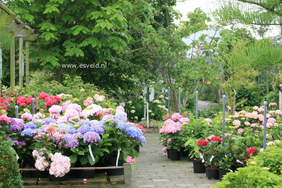 Hydrangea macrophylla