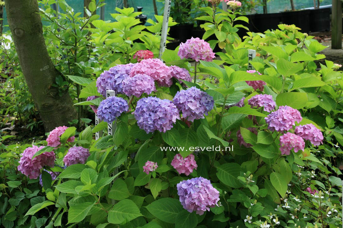 Hydrangea macrophylla 'Semperflorens','Bailmer'(ENDLESS SUMMER)