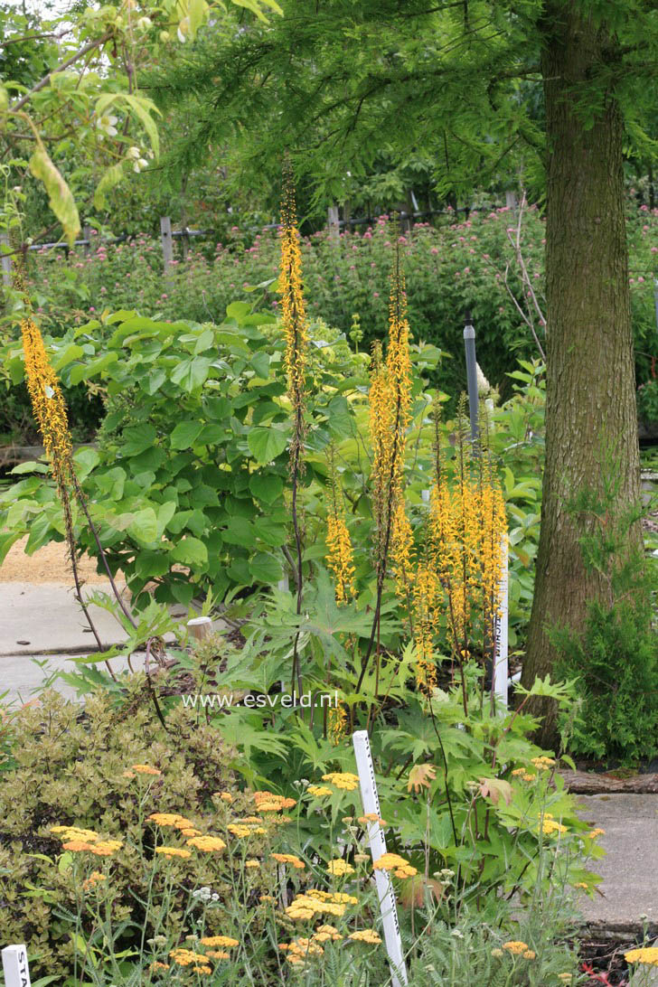 Ligularia przewalskii