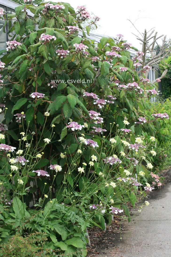 Hydrangea aspera 'Macrophylla'