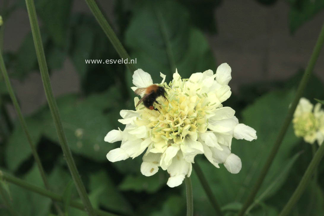 Cephalaria gigantea