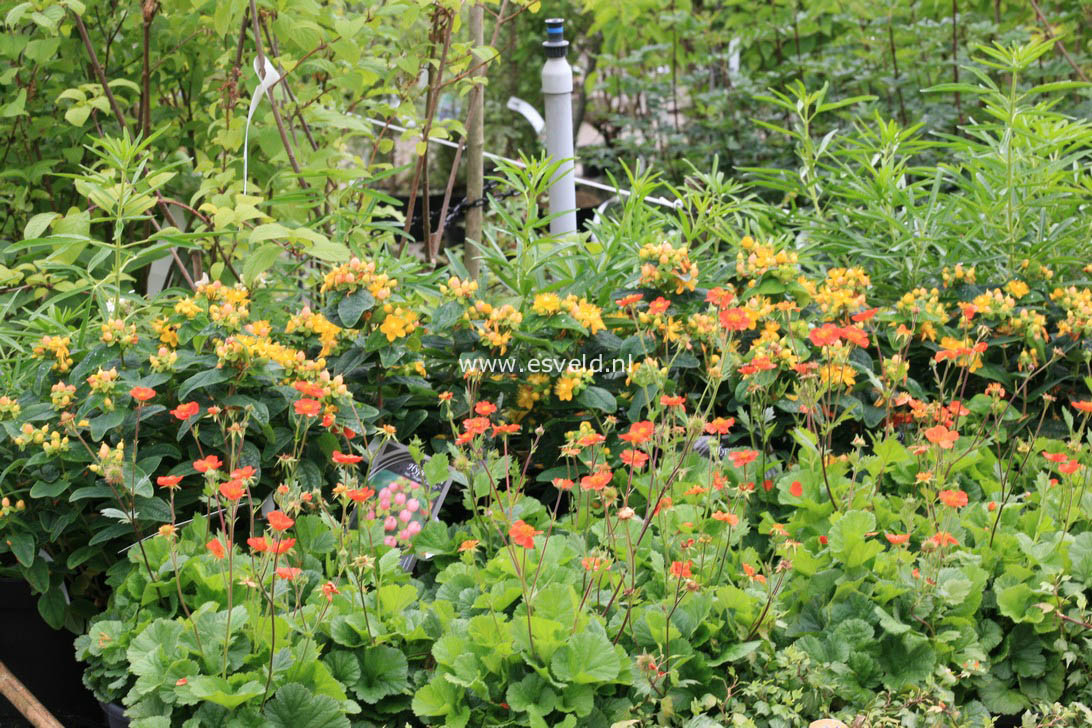 Geum coccineum 'Borisii'