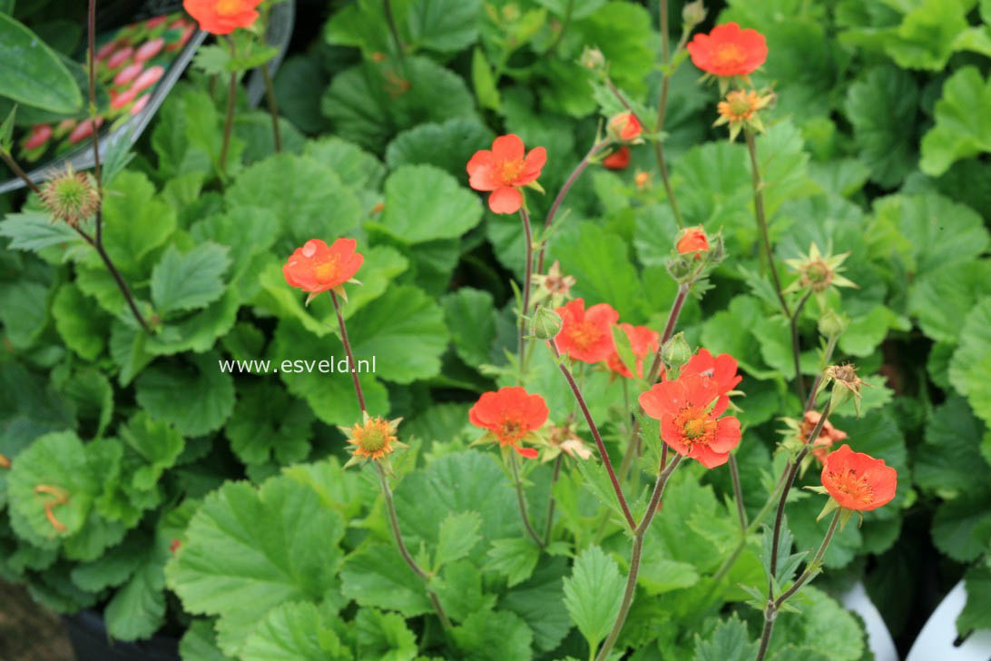 Geum coccineum 'Borisii'