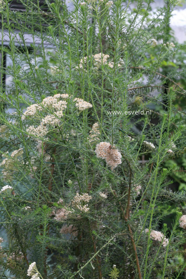 Ozothamnus rosmarinifolius