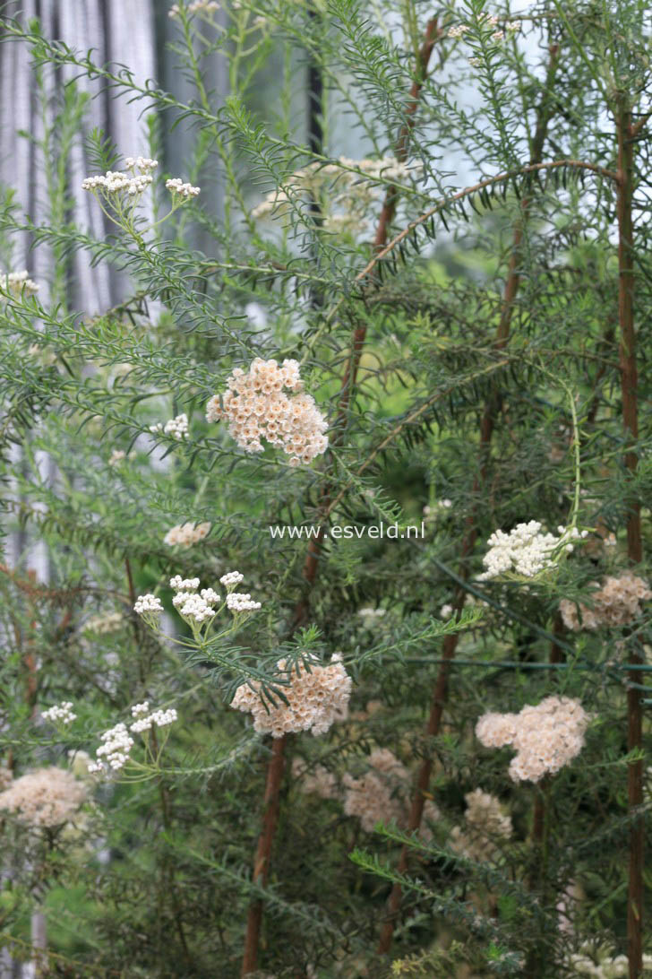 Ozothamnus rosmarinifolius