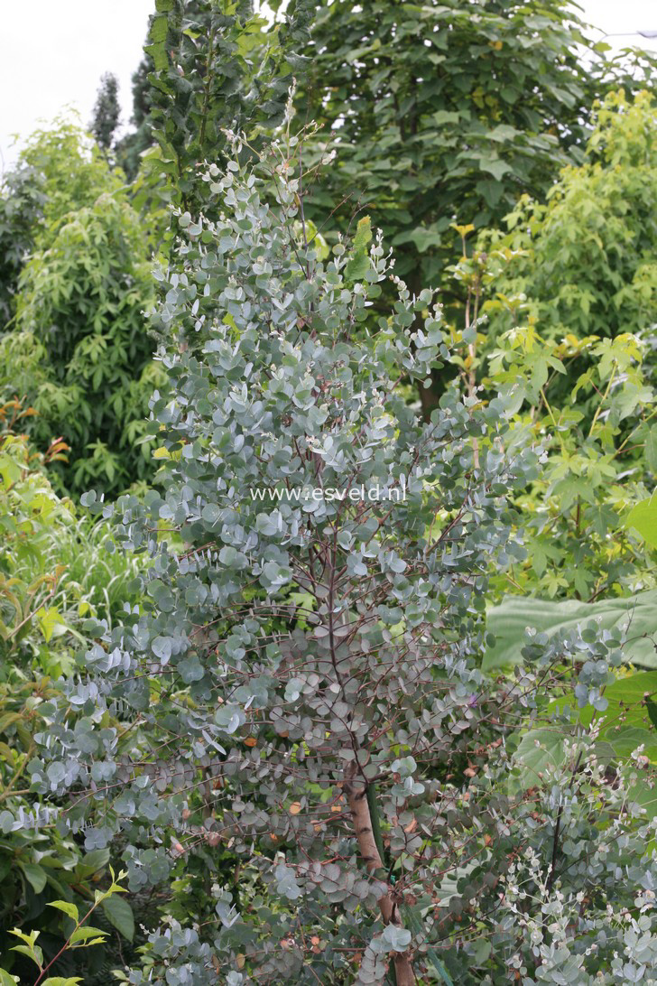 Eucalyptus gunnii 'Azura'
