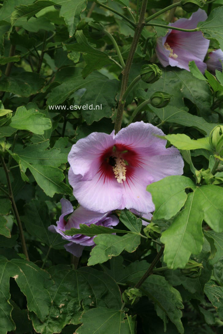 Hibiscus 'Resi'