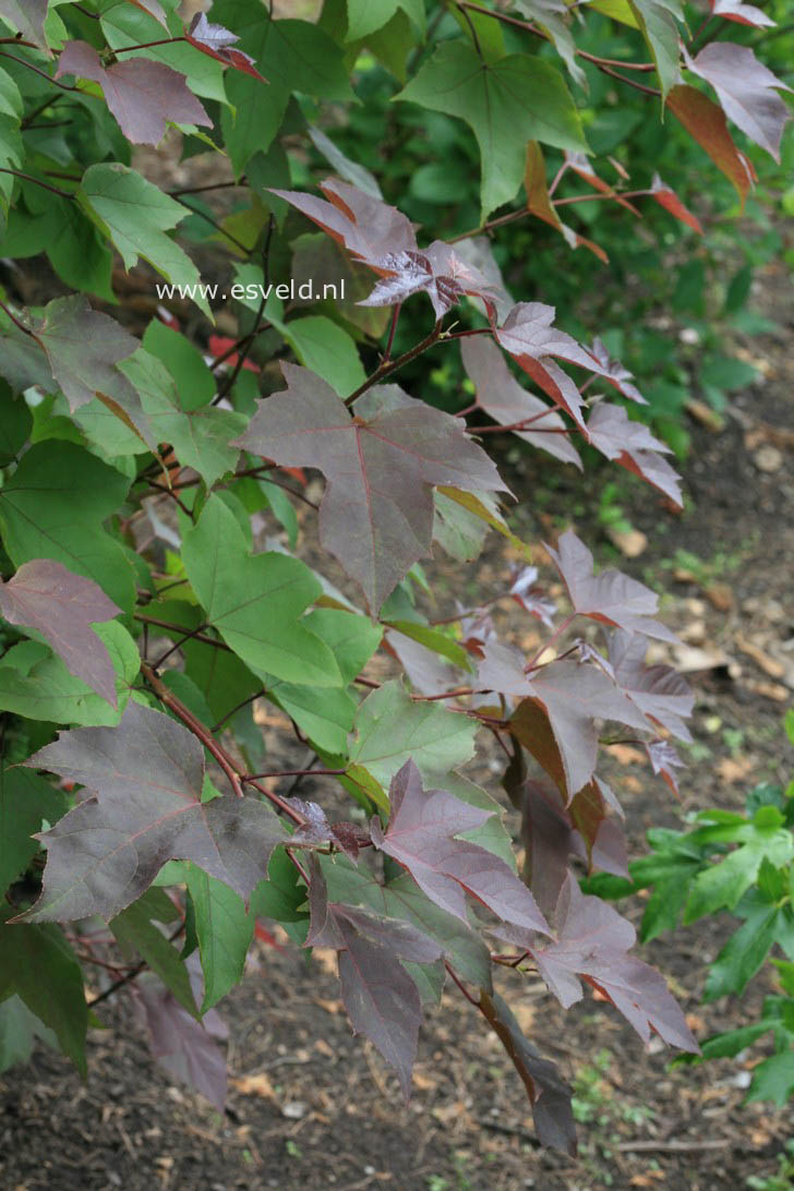 Liquidambar formosana 'Ellen'