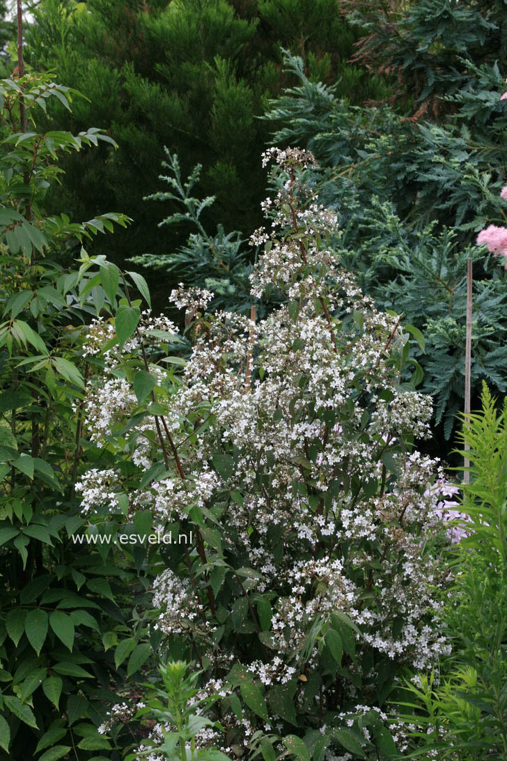 Deutzia setchuenensis corymbiflora