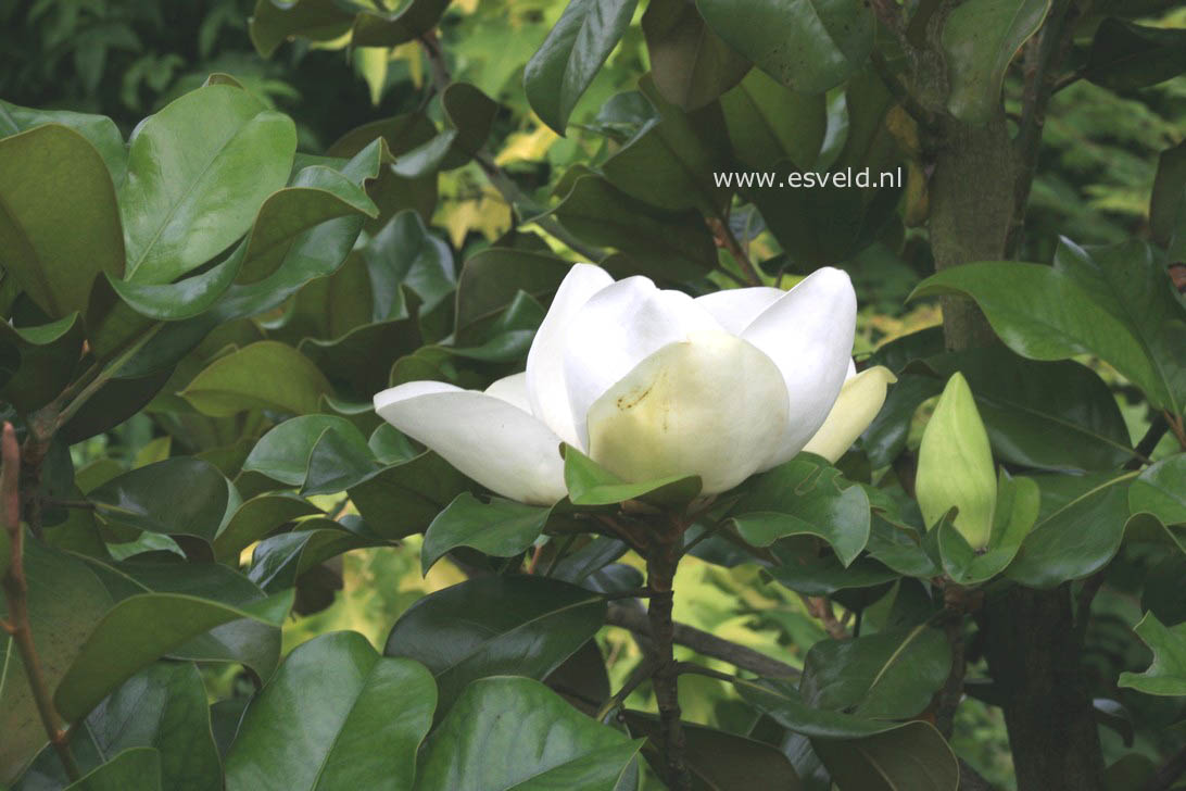 Magnolia grandiflora 'Treyvei'