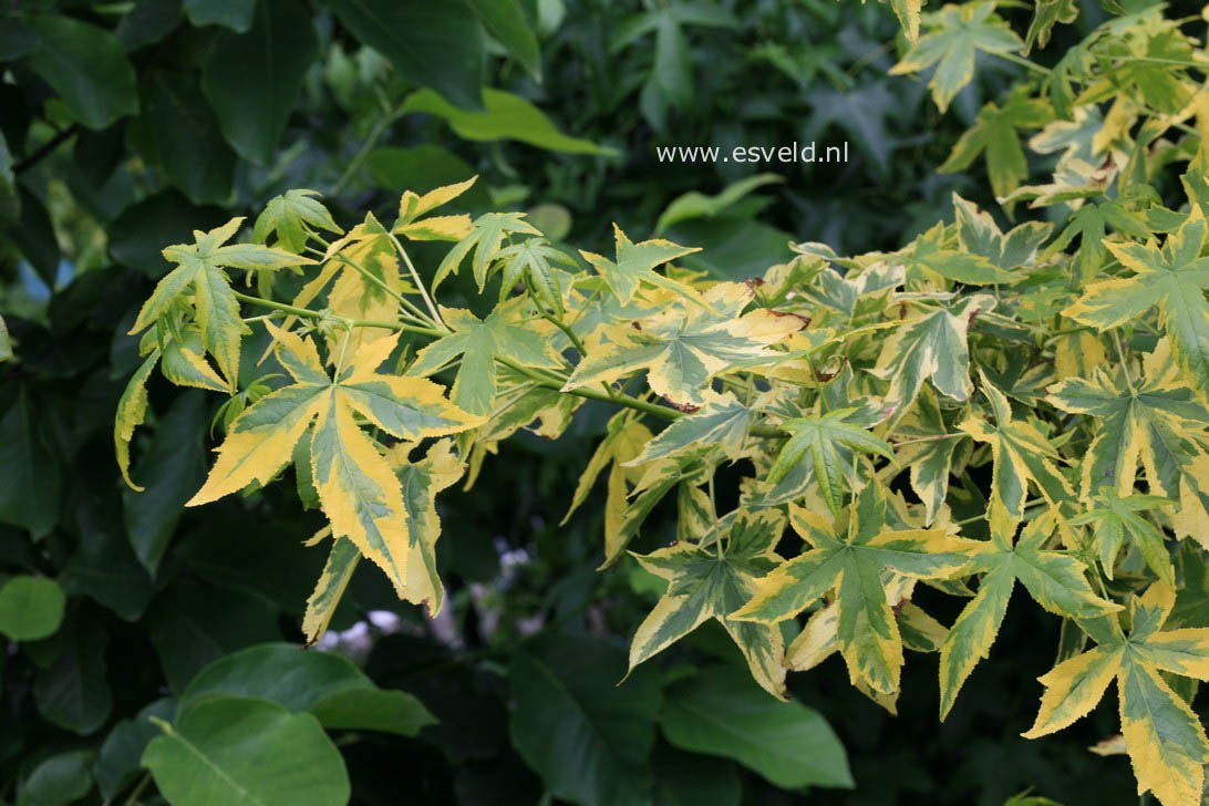 Liquidambar styraciflua 'Golden Treasure'