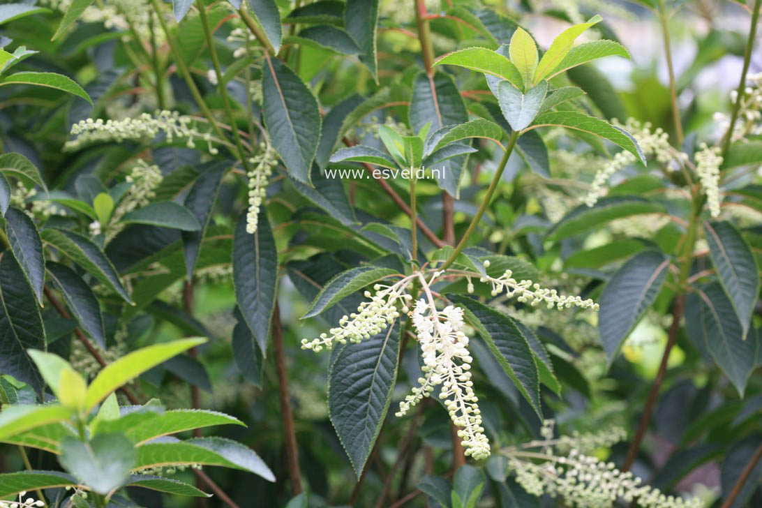 Clethra barbinervis