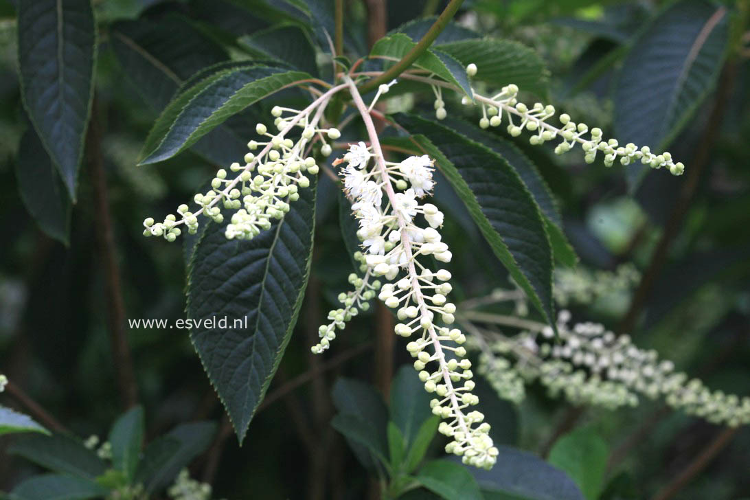 Clethra barbinervis