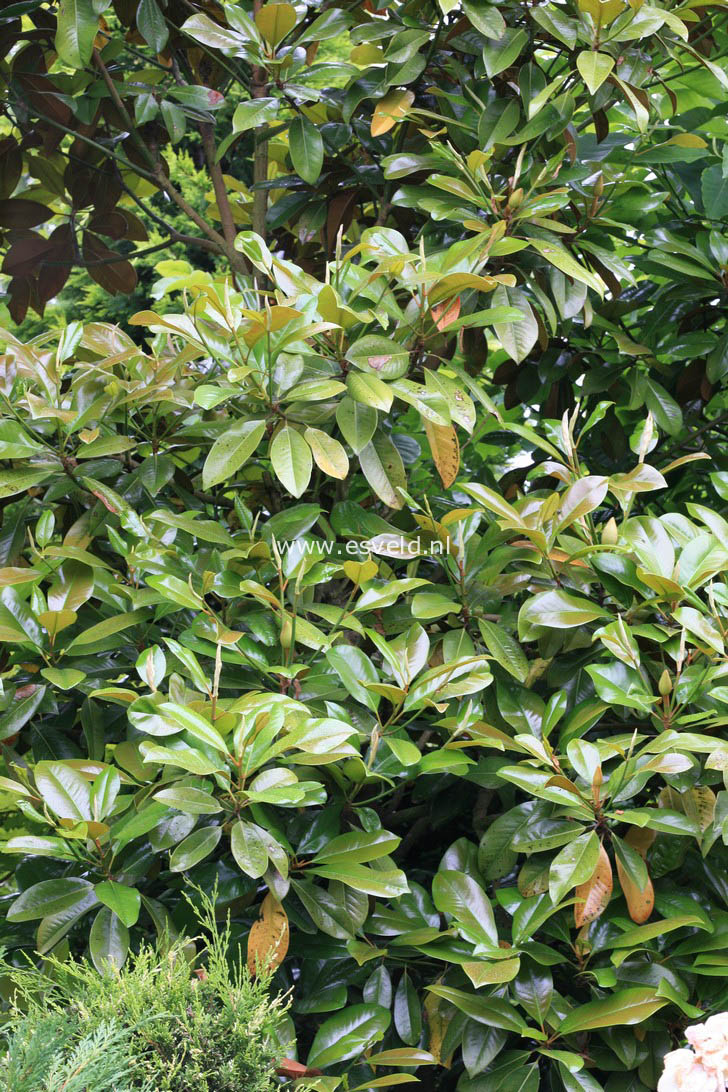 Magnolia grandiflora 'Exmouth'