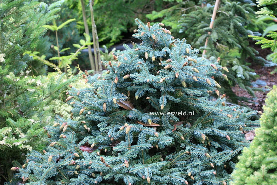 Picea pungens 'Hermann Naue'