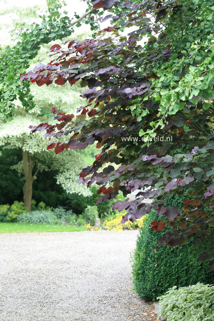 Cercis canadensis 'Forest Pansy'