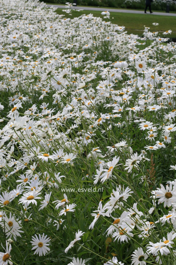 Leucanthemum 'Silberprinzesschen'