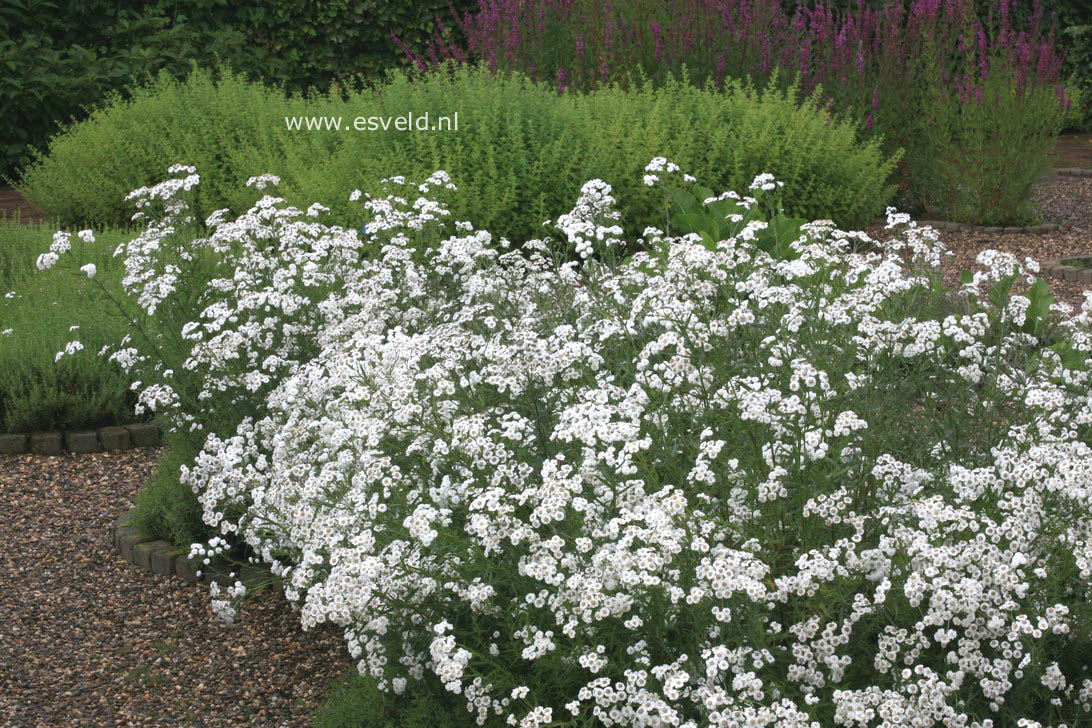 Achillea ptarmica