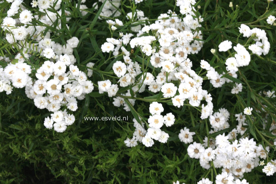 Achillea ptarmica