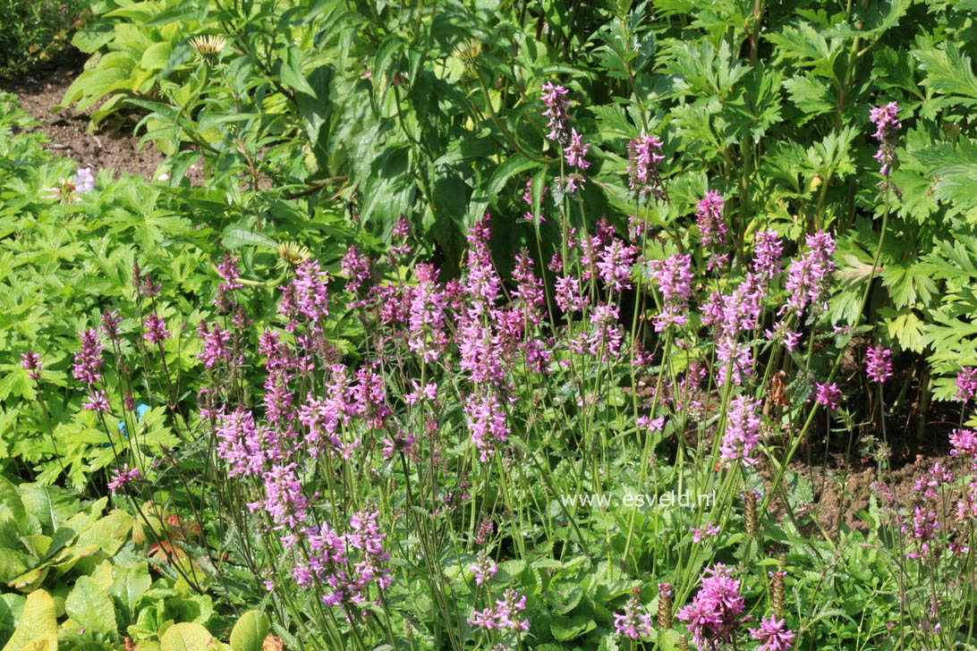 Stachys officinalis