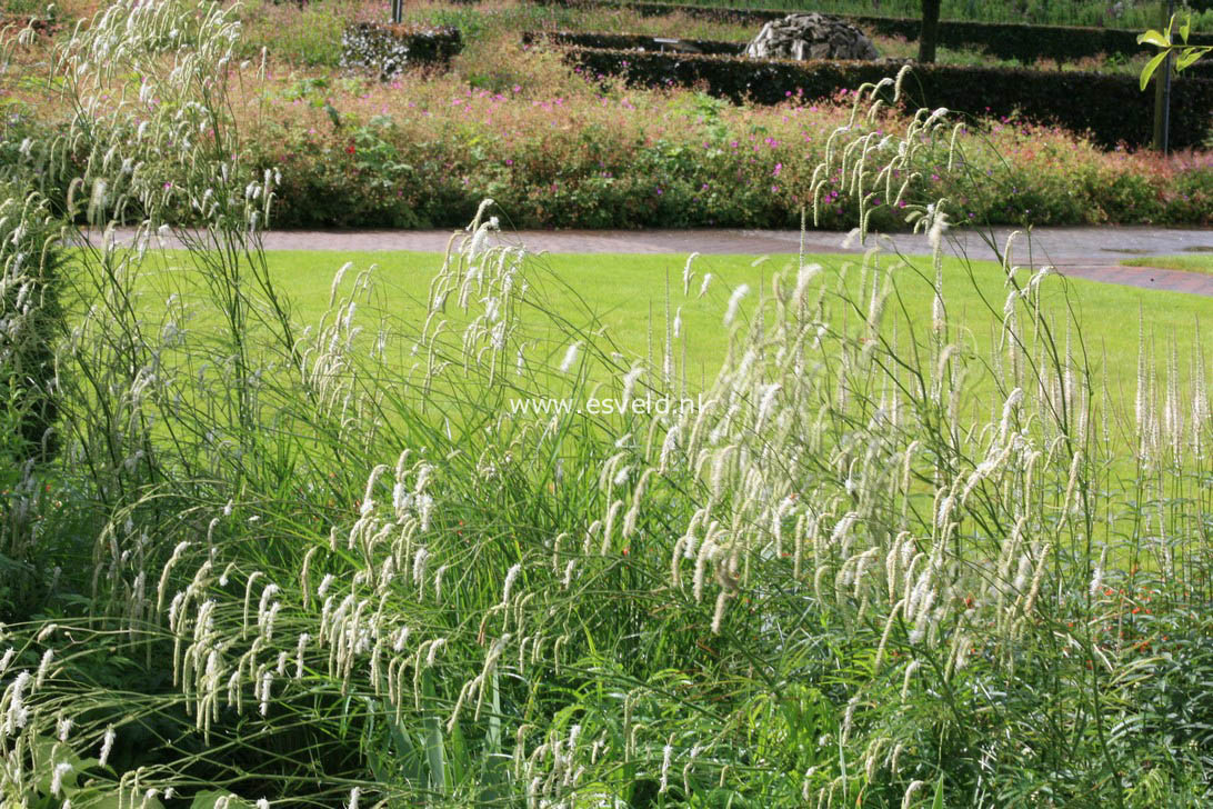 Sanguisorba tenuifolia 'Alba'