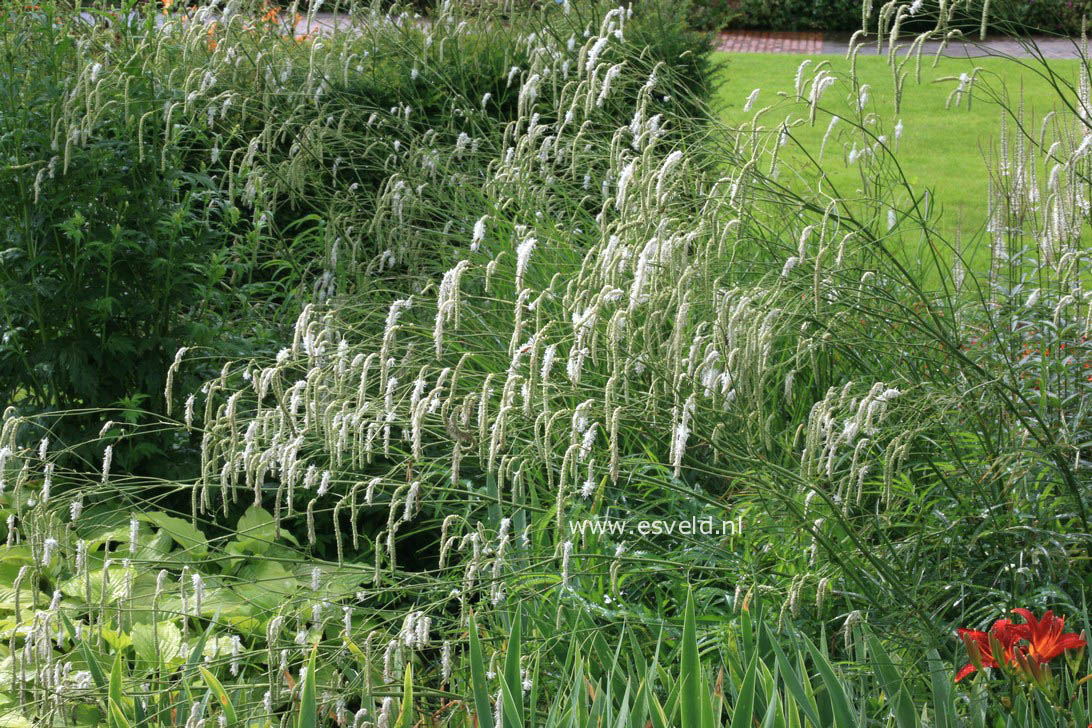 Sanguisorba tenuifolia 'Alba'