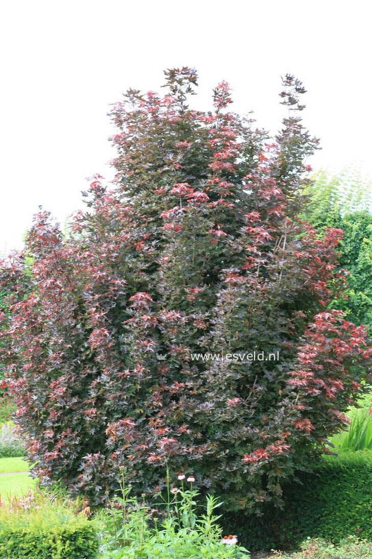 Acer platanoides 'Crimson Sentry'