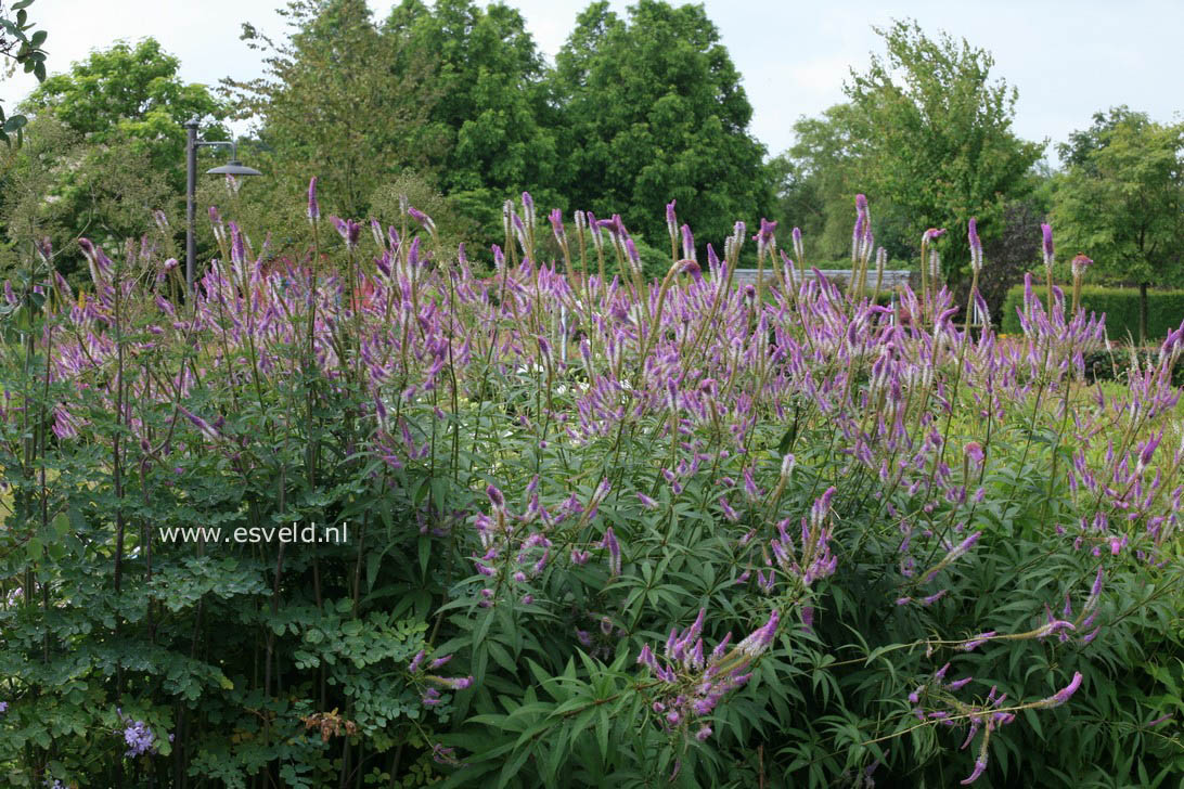 Veronicastrum virginicum 'Fascination'