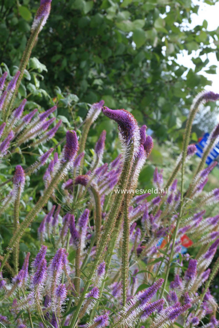 Veronicastrum virginicum 'Fascination'